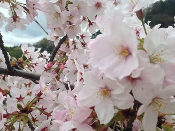 Close-up of cherry blossoms in spring