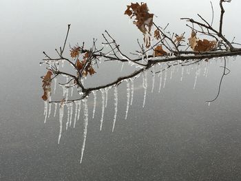 Close-up of bare tree