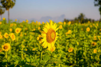 Close-up of yellow sunflower on field