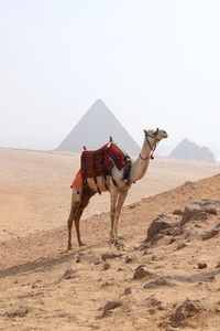 Camel standing on desert against clear sky