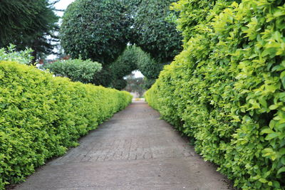 Footpath amidst plants in park