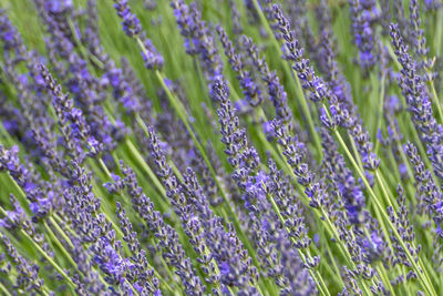 Close-up of purple flowers blooming in field