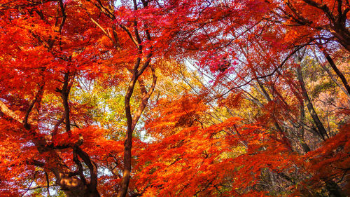 Low angle view of autumnal trees