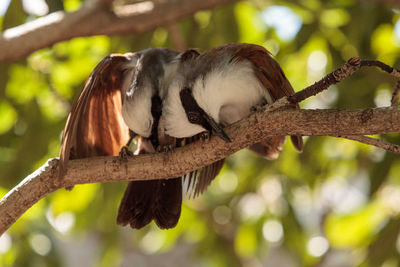 White-crested laughingthrush called garrulax leucolophus perches in tree