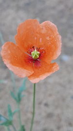 Close-up of orange poppy flower