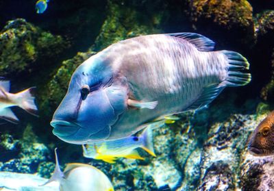 Close-up of fish in aquarium