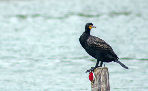 Bird perching on wooden post