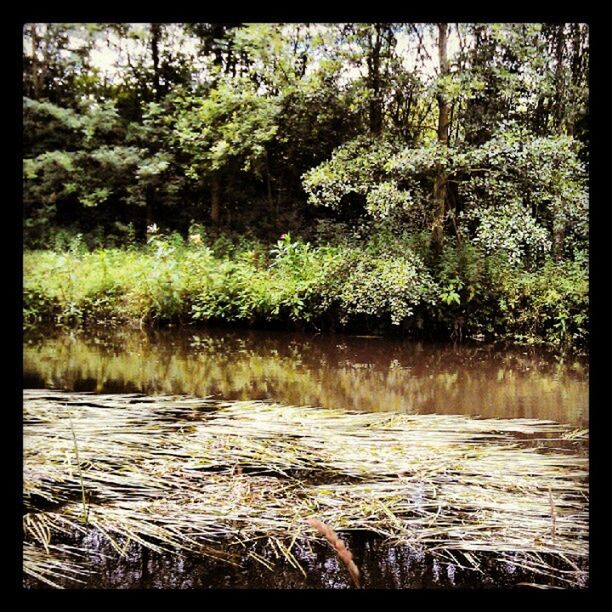 water, transfer print, tree, growth, beauty in nature, nature, tranquility, waterfront, auto post production filter, forest, green color, tranquil scene, scenics, plant, river, lake, idyllic, lush foliage, day, outdoors