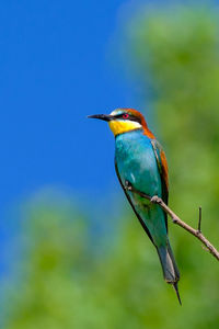 Close-up of bird perching on leaf against blue sky