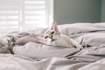 Beautiful blue-eyed oriental breed cat lying resting on bed at home looking away. domestic pet 