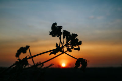 Silhouette plant on field against sky during sunset