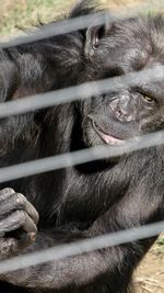 Close-up of chimpanzee 