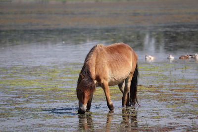 Horse drinking water in lake
