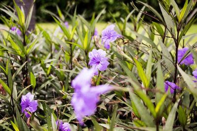 Close-up of purple crocus flowers growing on field