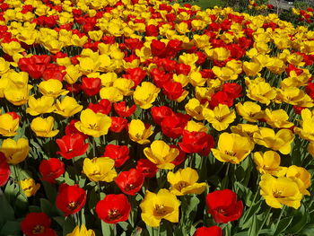 High angle view of red tulips