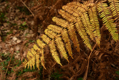 Close-up of fern on field