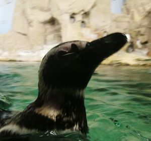 Close-up of bird in water