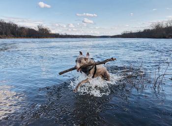 Dog carrying stick in mouth at lake