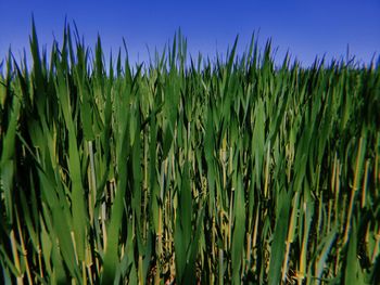 Close-up of plants against sky