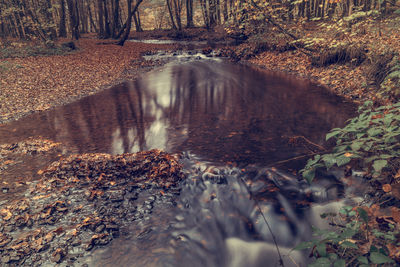 Surface level of stream flowing in forest