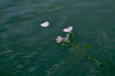 High angle view of pink water lily in lake