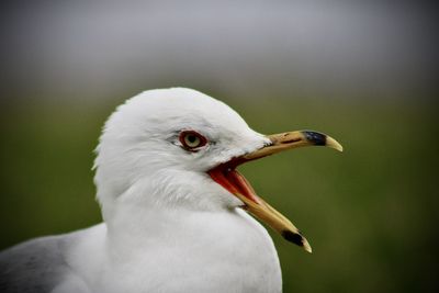 Close-up of seagull