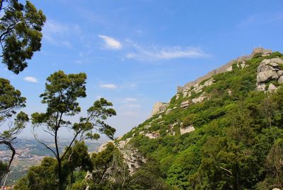 Low angle view of trees against sky