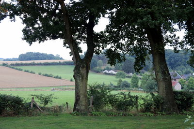 Trees on field against sky