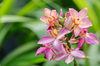 Close-up of pink flowering plant