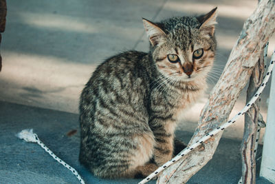 Portrait of cat sitting outdoors