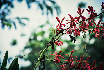 Low angle view of red berries on tree