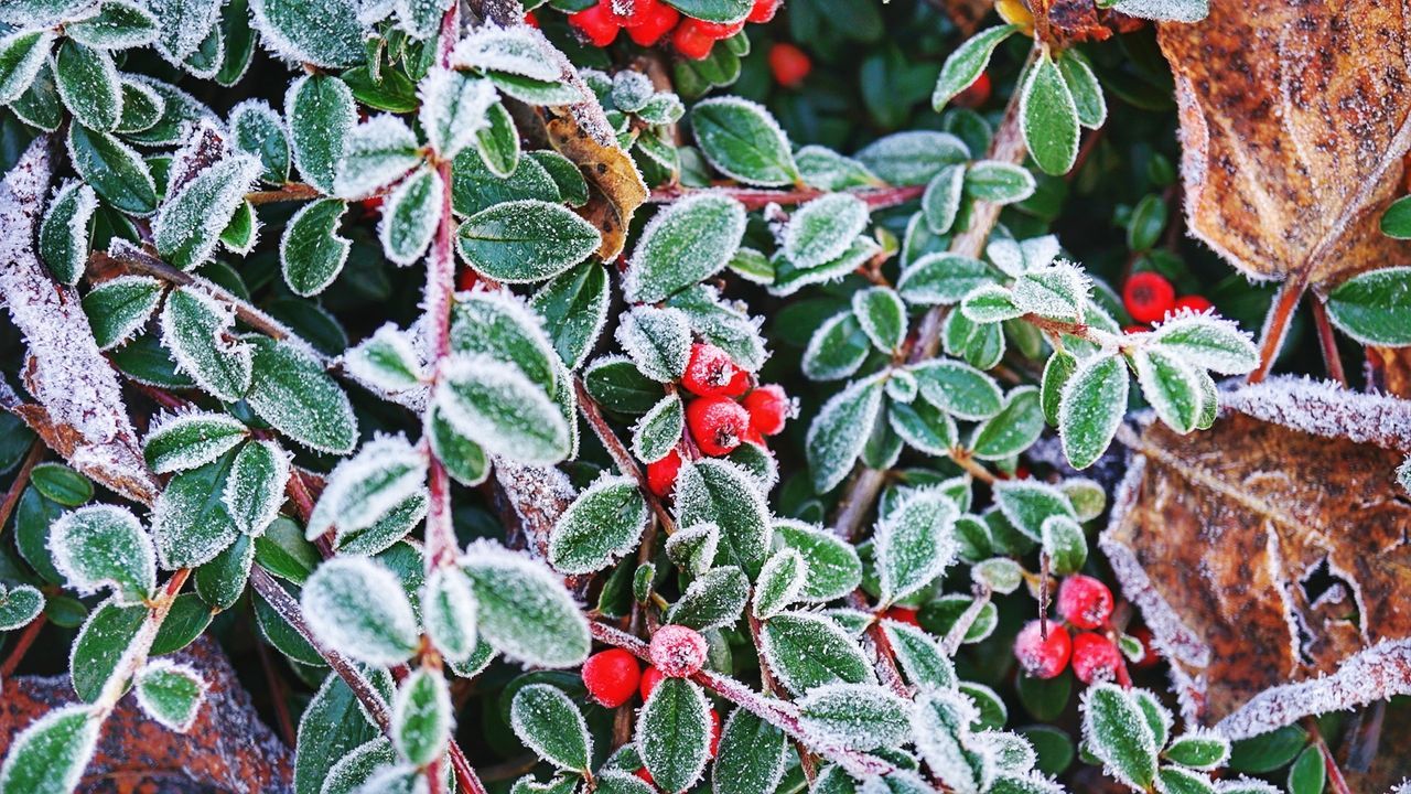 leaf, growth, nature, plant, red, green color, day, no people, outdoors, close-up, beauty in nature, freshness, fragility, animal themes