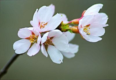 Close-up of white flowers