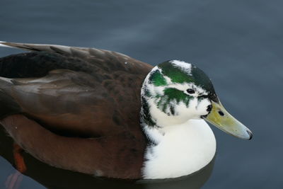 Close-up of a duck