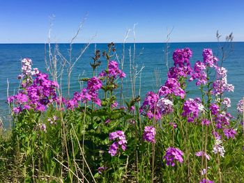 Close-up of flowers against calm sea