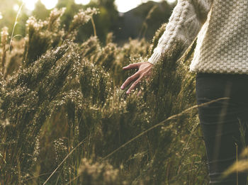 Midsection of woman touching plants while walking on field