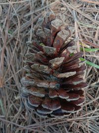 High angle view of pine cone on field