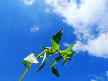 Low angle view of flowering plant against blue sky