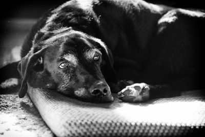 Close-up of dog lying down