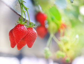 Close-up of strawberries hanging on tree