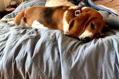 Dog relaxing on blanket