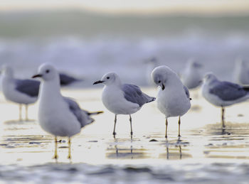 Close-up of birds on water 