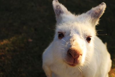 Close-up of white horse