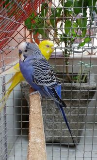 Close-up of parrot perching in cage