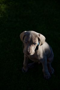 Portrait of puppy looking away against black background