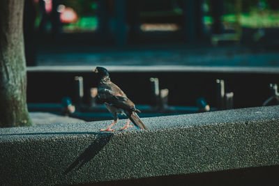 Close-up of bird on retaining wall