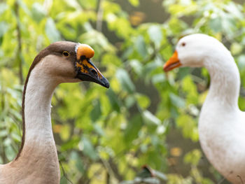 Close-up of mallard duck