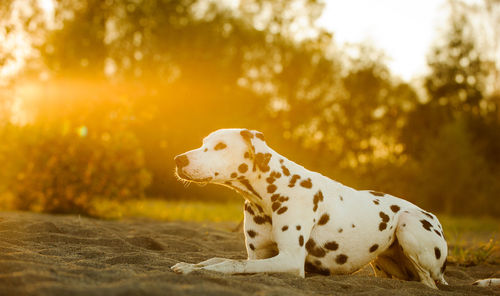 Dalmatian dog looking away on sand