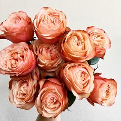 Close-up of pink roses against white background