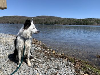 Dog looking at lake against sky